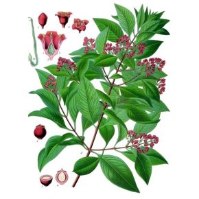 Santalum album - Fehér szantálfa - 5db mag/csomag