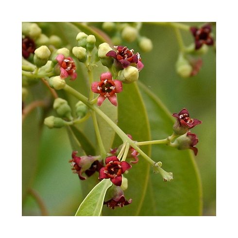 Santalum album - Fehér szantálfa - 5db mag/csomag