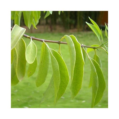 Santalum album - Fehér szantálfa - 5db mag/csomag