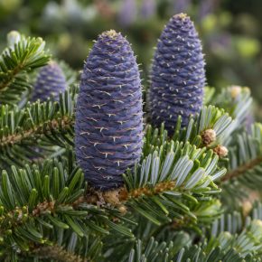 Az Abies koreana jellegzetes, felfelé álló liláskék tobozai közelről, sötétzöld, ezüstös fonákú tűlevelek között.