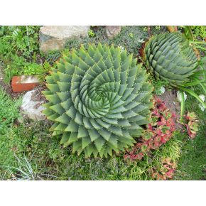 Aloe polyphylla -  Spirális aloe - 2db mag/csomag