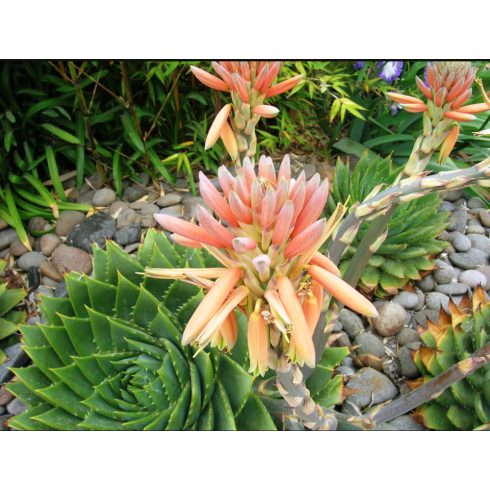 Virágzó Aloe polyphylla spirális aloe piros és sárgás virágokkal