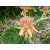 Virágzó Aloe polyphylla spirális aloe piros és sárgás virágokkal
