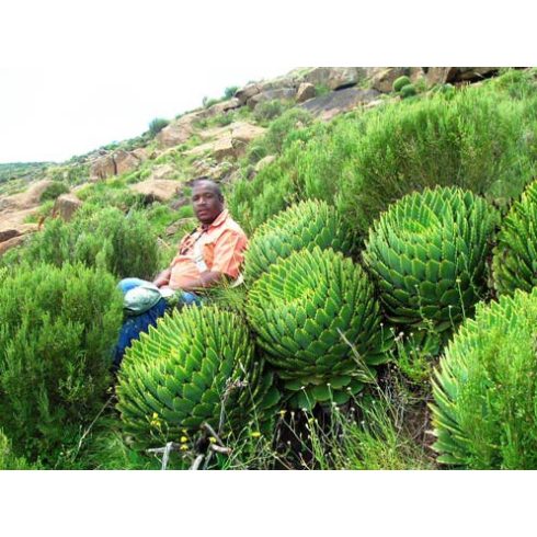 Kifejlett Aloe polyphylla pozsgás növény látványos spirális levélállással