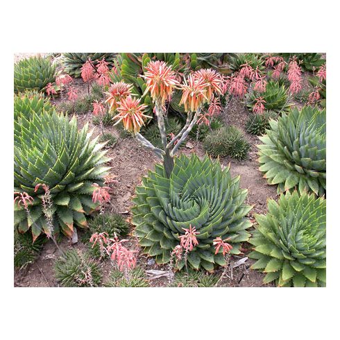 Aloe polyphylla spirális aloe piros és sárgás virágokkal