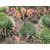 Aloe polyphylla spirális aloe piros és sárgás virágokkal