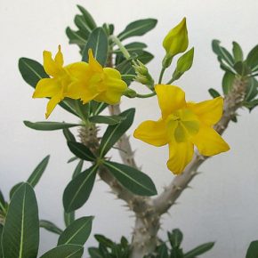 Pachypodium horombense - 3db mag/csomag