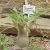 Pachypodium horombense - 5db mag/csomag
