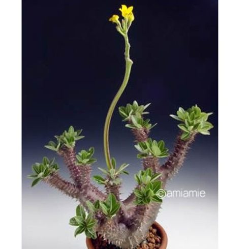 Pachypodium horombense - 5db mag/csomag