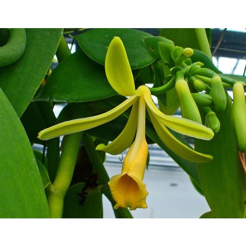 Vanilla planifolia – Vanília - 5db mag/csomag