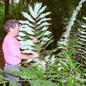   Wallichia oblongifolia - Himalájai törpe halfarokpálma - 5db mag/csomag