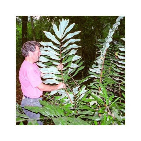 Wallichia oblongifolia - Himalájai törpe halfarokpálma - 5db mag/csomag