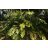   Wallichia oblongifolia - Himalájai törpe halfarokpálma - 5db mag/csomag