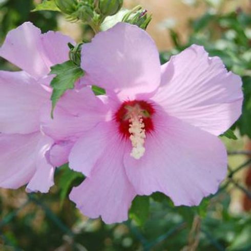 Hibiscus syriacus - Kerti mályvacserje, Törökrózsa - 5db mag/csomag