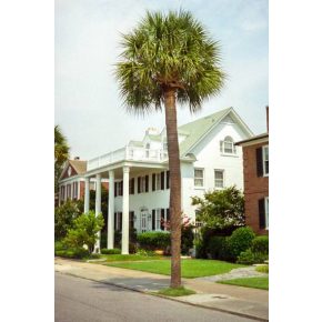   Sabal palmetto - Közönséges palmettopálma - 5db mag/csomag