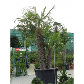   Trachycarpus fortunei  Chusan Palm, Windmill Palm - 5pcs seeds/packet - goldenpalm.hu