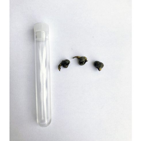 Trachycarpus fortunei  Chusan Palm, Windmill Palm - 5pcs seeds/packet - goldenpalm.hu