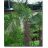 Trachycarpus fortunei - Kínai kenderpálma - 5db mag/csomag