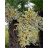 Trachycarpus fortunei - Kínai kenderpálma - 5db mag/csomag