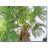   Trachycarpus fortunei  Chusan Palm, Windmill Palm - 5pcs seeds/packet - goldenpalm.hu
