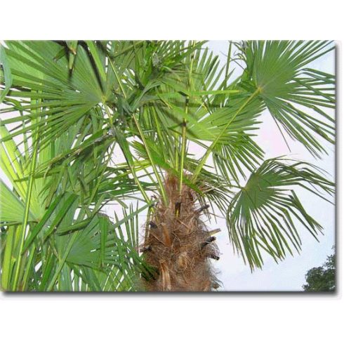 Trachycarpus fortunei  Chusan Palm, Windmill Palm - 5pcs seeds/packet - goldenpalm.hu