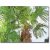 Trachycarpus fortunei  Chusan Palm, Windmill Palm - 5pcs seeds/packet - goldenpalm.hu