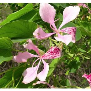 Bauhinia monandra - Pink orhideafa - 5db mag/csomag