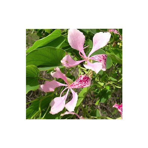 Bauhinia monandra - Pink orhideafa - 5db mag/csomag