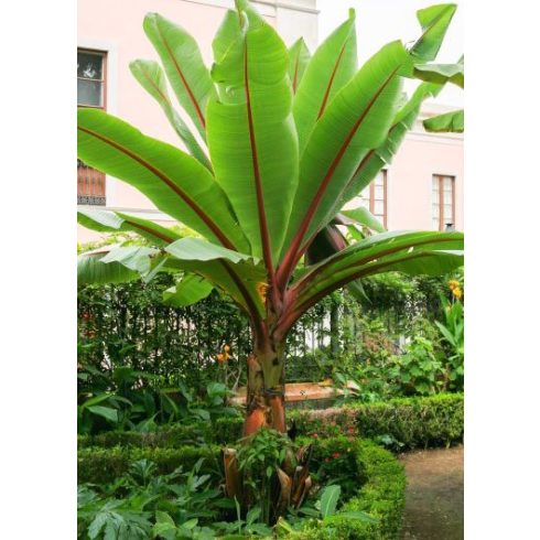 Ensete ventricosum - Abesszín vadbanán - 5db mag/csomag