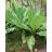   Ensete ventricosum - Abyssinian Banana - 5pcs seeds/packet - goldenpalm.hu