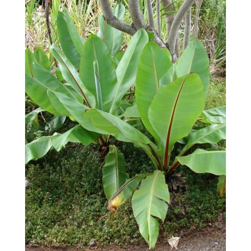 Ensete ventricosum - Abesszín vadbanán - 5db mag/csomag