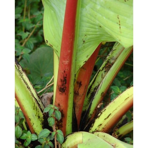 Ensete ventricosum - Abesszín vadbanán - 5db mag/csomag