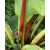 Ensete ventricosum - Abyssinian Banana - 5pcs seeds/packet - goldenpalm.hu