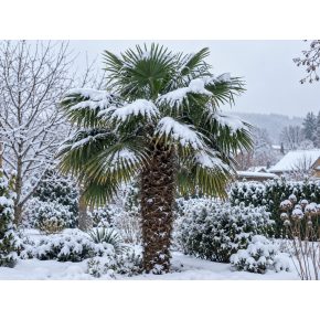 Trachycarpus fortunei kenderpálma hóval borított téli kertben