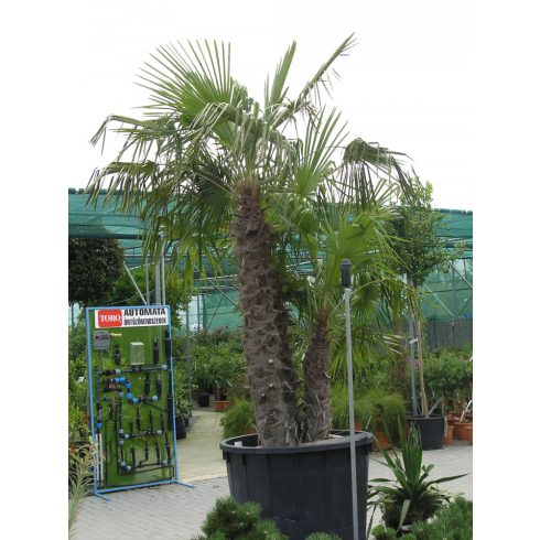 Trachycarpus fortunei  Chusan Palm, Windmill Palm - 5pcs seeds/packet - goldenpalm.hu