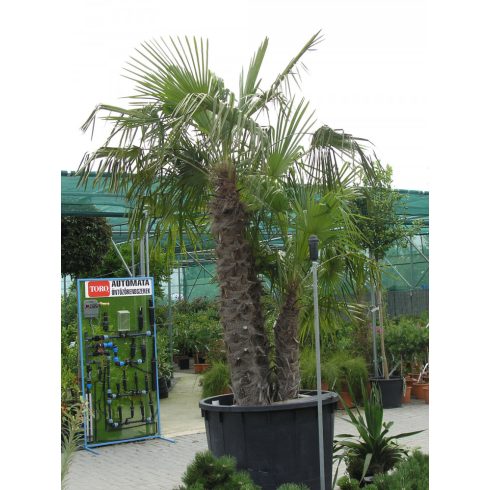 Trachycarpus fortunei  Chusan Palm, Windmill Palm - 5pcs seeds/packet - goldenpalm.hu