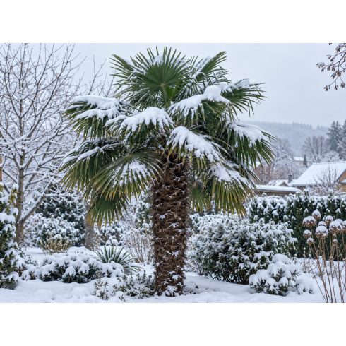 Trachycarpus fortunei  Chusan Palm, Windmill Palm - 5pcs seeds/packet - goldenpalm.hu