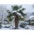 Trachycarpus fortunei  Chusan Palm, Windmill Palm - 5pcs seeds/packet - goldenpalm.hu