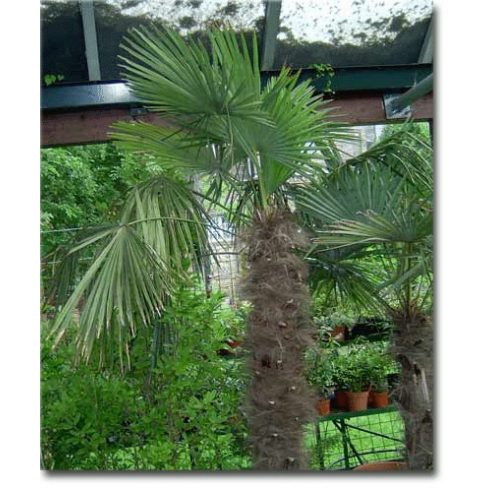Trachycarpus fortunei  Chusan Palm, Windmill Palm - 5pcs seeds/packet - goldenpalm.hu