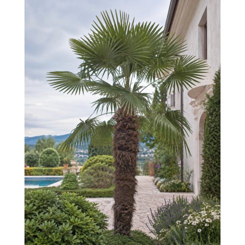 Trachycarpus fortunei  Chusan Palm, Windmill Palm - 5pcs seeds/packet - goldenpalm.hu
