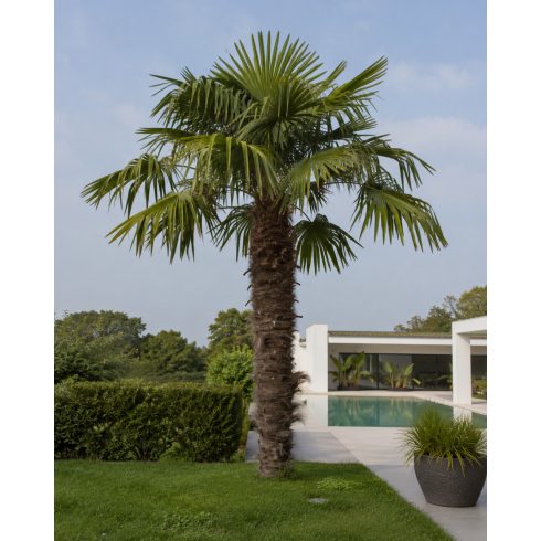 Trachycarpus fortunei  Chusan Palm, Windmill Palm - 5pcs seeds/packet - goldenpalm.hu
