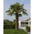 Trachycarpus fortunei  Chusan Palm, Windmill Palm - 5pcs seeds/packet - goldenpalm.hu