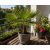 Trachycarpus fortunei  Chusan Palm, Windmill Palm - 5pcs seeds/packet - goldenpalm.hu