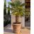 Dézsás Trachycarpus fortunei modern teraszon