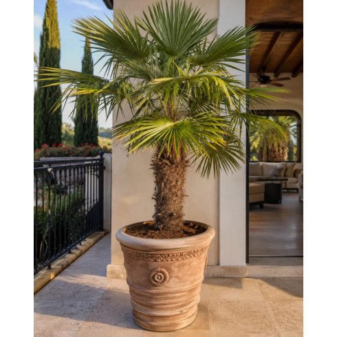Trachycarpus fortunei  Chusan Palm, Windmill Palm - 5pcs seeds/packet - goldenpalm.hu