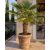 Trachycarpus fortunei  Chusan Palm, Windmill Palm - 5pcs seeds/packet - goldenpalm.hu