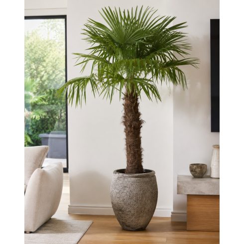 Trachycarpus fortunei  Chusan Palm, Windmill Palm - 5pcs seeds/packet - goldenpalm.hu