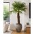 Trachycarpus fortunei  Chusan Palm, Windmill Palm - 5pcs seeds/packet - goldenpalm.hu