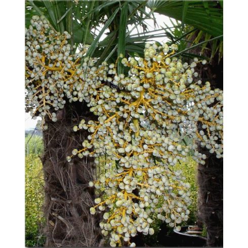 Trachycarpus fortunei  Chusan Palm, Windmill Palm - 5pcs seeds/packet - goldenpalm.hu