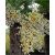 Trachycarpus fortunei  Chusan Palm, Windmill Palm - 5pcs seeds/packet - goldenpalm.hu